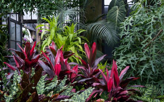 An indoor garden displays tropical foliage in a wide variety of textures, shapes, sizes, and colors.