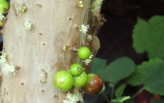 Small round green fruits and tiny white flowers grow directly on the pale bark of a woody plant.