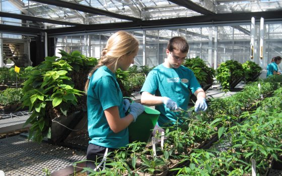 Two teenagers working in a glass nursery pruning plants.