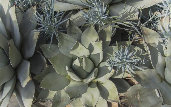 Closeup of an agave plant, gray-green in color, with sharp black spines along the edges of fleshy leaves.
