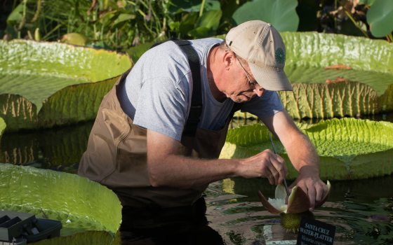 A gardener bends over the white flower of a water platter,  holding a brush-like tool to pollinate it.