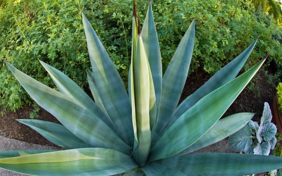 Closeup of a blue-green agave plant, with sharp stiff pointed leaves radiating in a semicircle from a central bottom point.