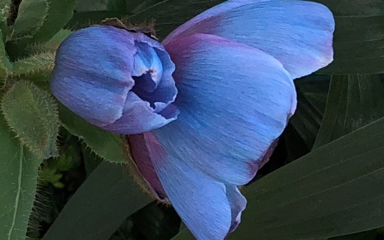Closeup side view of two blue-poppies against dark green foliage: one fully open, and one just beginning to open.