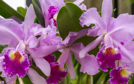 A close up photo of purple cattleya orchids. 