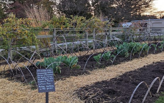 A vegetable garden in the late fall.