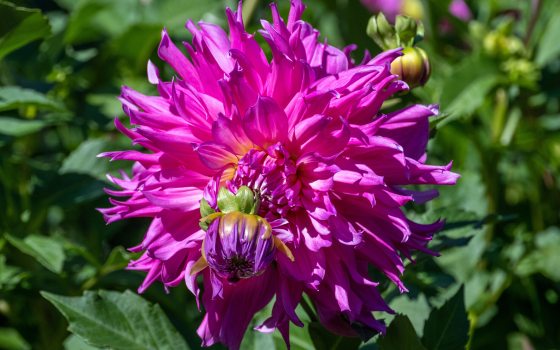 A bright pink dahlia in the center surrounded by green foliage.