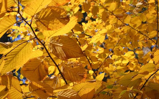 Yellow ginko leaves on a tree in the fall season.