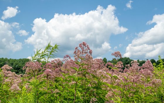 Pink Flower clusters