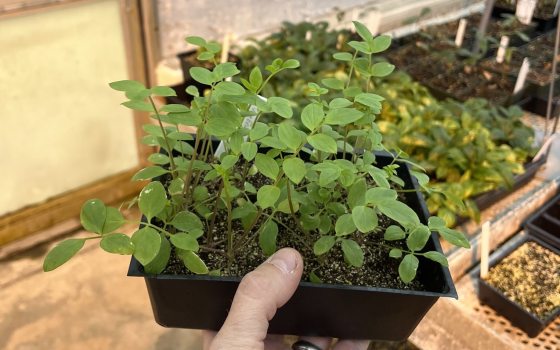 A person holding a small container of plant seedlings growing in a greenhouse.