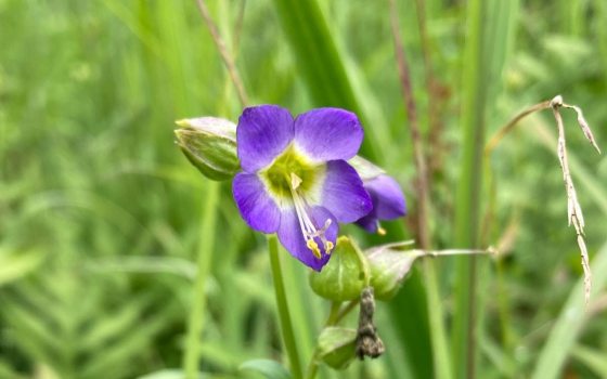 Tall green grass with a single purple flower in the center of the image.