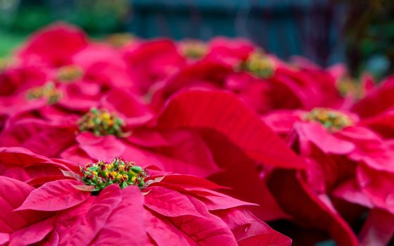 Closeup of red poinsettias with central floral structures in bright green, red, and yellow.