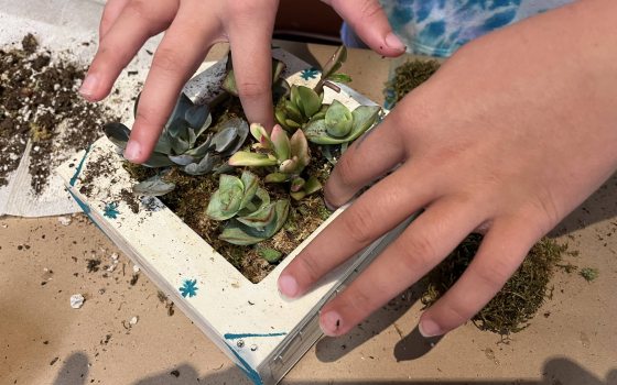Youthful hands arrange small succulents in a hand-painted square planter.