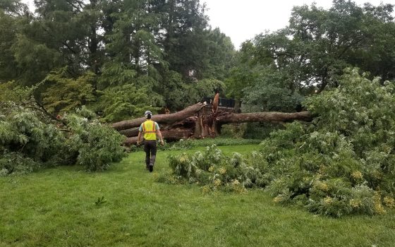 A person in a safety vest approaching a large fallen tree. 