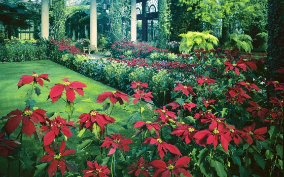 The conservatory at Longwood Garden with planted poinsettias around the garden beds.