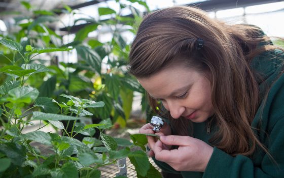 A plant scientist peers closely at a green leaf through a hand lens.