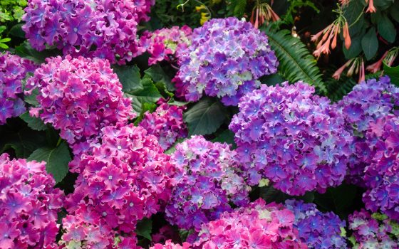 Hydrangeas in pinks and purples blooming on a shrub.