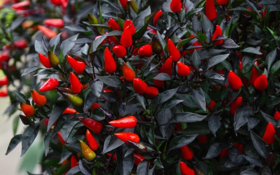 Small, oblong-shaped red peppers with small, dark green leaves.