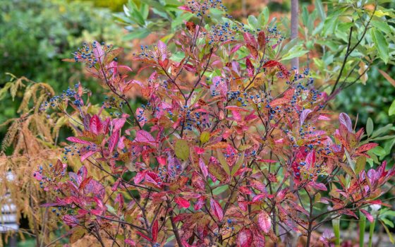 Small red shrub.
