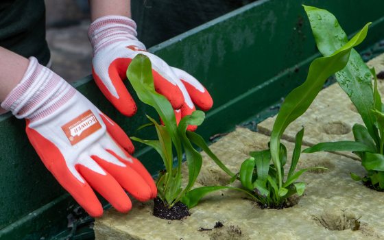 Closeup of young person's hands, wearing white and orange gardening gloves, placing green-leaved plants in substrate with evenly spaced holes.