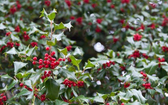 Deep green leaves with spines adorned with bright red berries