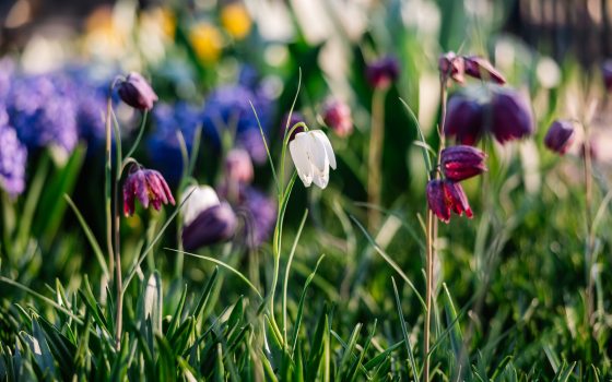 Spring flowers blooming in a garden bed. 