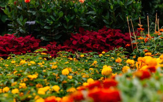 A flower garden in warm shades of reds, yellow, and orange. 
