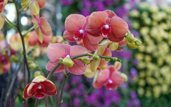 A close up of a peach colored orchid with a blurry background of yellow and purple plants.