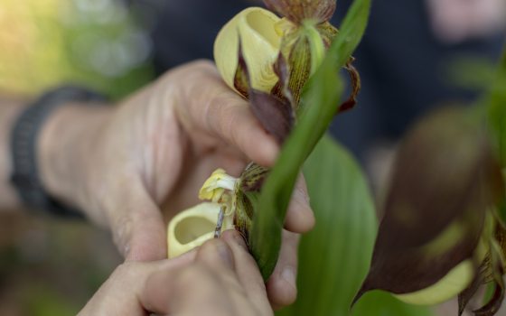 Closeup of person's hands holding and possibly collecting pollen from a yellow lady's slipper orchid.