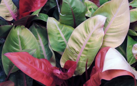 Pink, green, and white leaves of a houseplant.