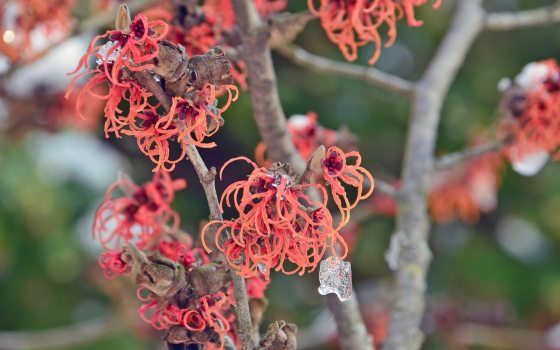 Shrub with flowers that have long, coppery red petals that resemble spiders.