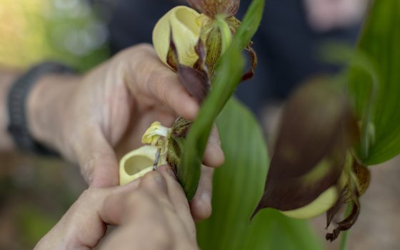 Closeup of someone examining a yellow orchid.