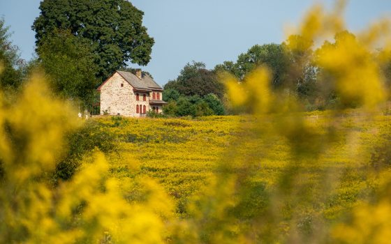 An old stone farmhouse with red shutters sits in the left background, fronted by yellow meadow flowers and foliage.