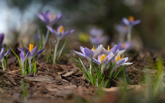 Clusters of purple crocuses with yellow centers poke through mulch