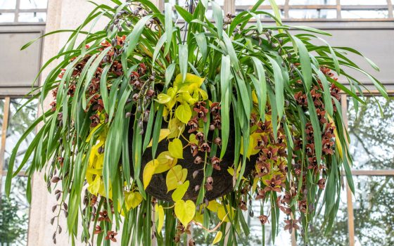 Basket hanging with long stems of brown orchid flowers