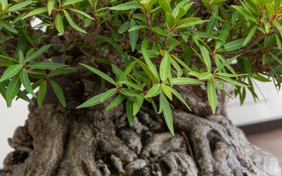 A close up of a ficus bonsai tree with knotty roots and green leaves.