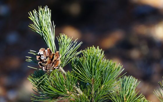 A branch of a pine tree with a small pinecone at the end.