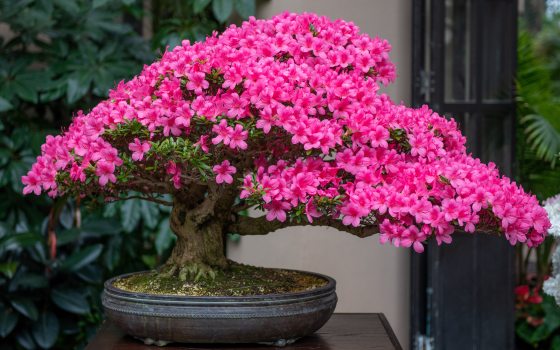 Rhododendron bonsai in bloom with bright pink flowers.