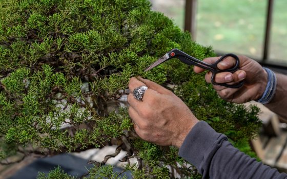 Two hand, one holding pruning scissors prepping to cut a bonsai. 