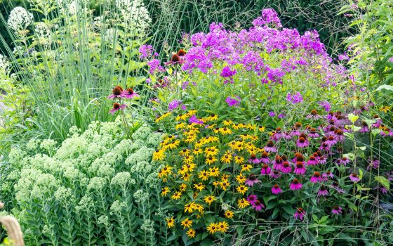 A mixture of summer flowers including white sedum, purple coneflower and black eyed susan