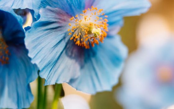 A flower with blue and orange leaves