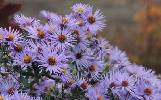 Closeup of lavender-colored asters with golden centers.