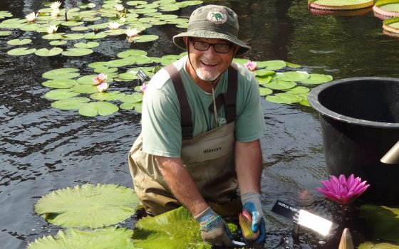 Man with a green bucket hat smiling in the waterlily pond filled with lily pads and a big, fuchsia-colored flower.