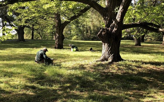 Several people kneeling down on a grassy area weeding the turf. 