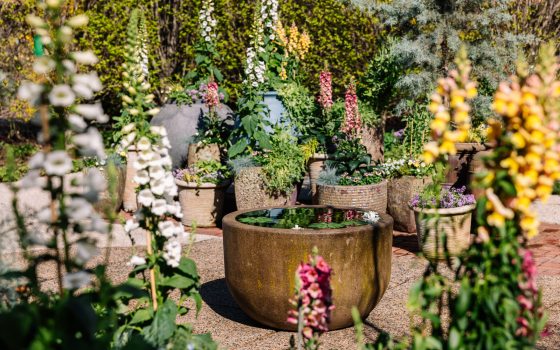A variety of containers with spring plants blooming.