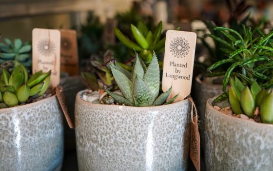 Small potted succulent plants in gray stone pots.
