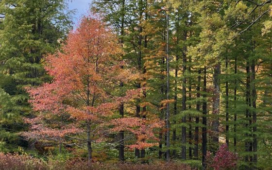 A fall scene of a forest with the leaves changing to reds and yellow.