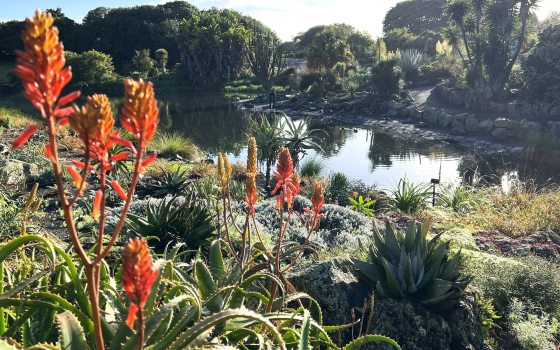 A desert garden featuring aloe, cactus, and a pond in the background.
