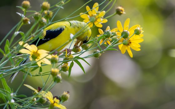 A yellow bird with black wings perched on yellow flowers.