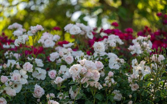 Many small light pink rose flowers growing along green, climbing stems.