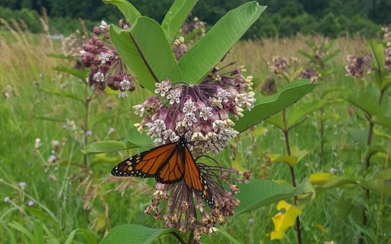 Monarch butterfly pollinating dusty pink flowers